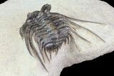 Kettneraspis Prescheri Trilobite - Long Occipital Spine #74880-5